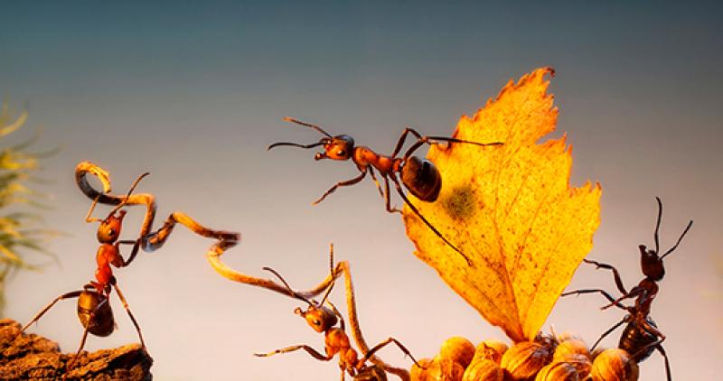 5 tips para mantener a tu equipo motivado